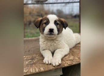 Calzone, geb. ca. 11/2025, lebt in GRIECHENLAND, auf einer privaten Pflegestelle