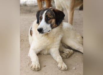 Pitt, geb. ca. 05/2021, lebt in GRIECHENLAND, im städt. Tierheim Serres