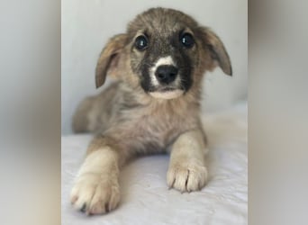 Karolina, geb. ca. 03/2026, lebt in GRIECHENLAND, im städt. Tierheim Serres