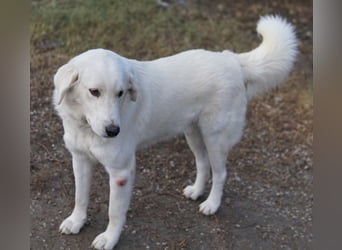 Idallo, geb. ca. 12/2020, lebt in GRIECHENLAND, im städt. Tierheim Serres