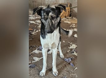 Kaiser, geb. ca. 12/2023, lebt in GRIECHENLAND, auf einem Gelände, Hunde werden notdürftig versorgt