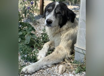 Askal, geb. ca. 07/2015, lebt in GRIECHENLAND, im städt. Tierheim Serres