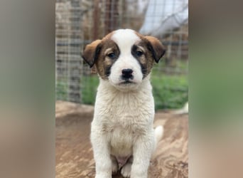 Calzone, geb. ca. 11/2025, lebt in GRIECHENLAND, auf einer privaten Pflegestelle