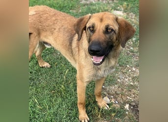 Xawi, geb. ca. 12/2019, lebt in GRIECHENLAND, im städt. Tierheim Serres