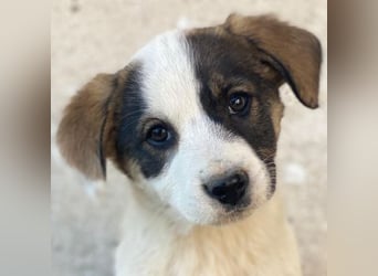 Yoko, geb. ca. 03/2026, lebt in GRIECHENLAND, auf einer privaten Pflegestelle