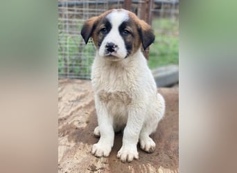 Diavolo, geb. ca. 11/2025, lebt in GRIECHENLAND, auf einer privaten Pflegestelle