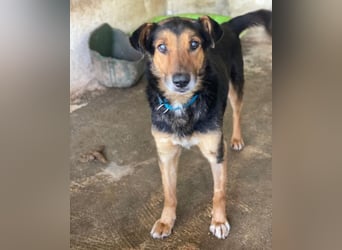 Tizian, geb. ca. 04/2022, lebt in GRIECHENLAND, auf einer privaten Pflegestelle