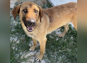 Xawi, geb. ca. 12/2019, lebt in GRIECHENLAND, im städt. Tierheim Serres