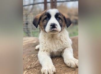 Diavolo, geb. ca. 11/2025, lebt in GRIECHENLAND, auf einer privaten Pflegestelle