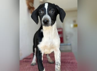 Willow, geb. ca. 06/2026, lebt in GRIECHENLAND, auf einer privaten Pflegestelle