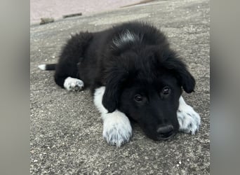 Baron, geb. ca. 12/2023, lebt in GRIECHENLAND, auf einem Gelände, Hunde werden notdürftig versorgt