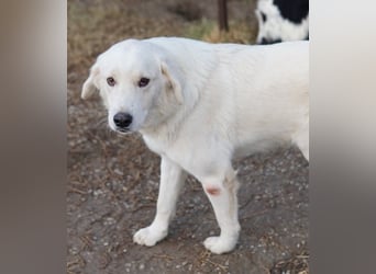 Idallo, geb. ca. 12/2020, lebt in GRIECHENLAND, im städt. Tierheim Serres