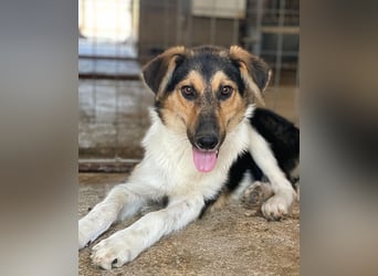 Kati, geb. ca. 03/2025, lebt in GRIECHENLAND, im städt. Tierheim Serres