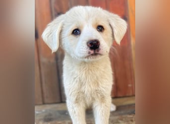 Nacho, geb. ca. 03/2026, lebt in GRIECHENLAND, auf einer privaten Pflegestelle