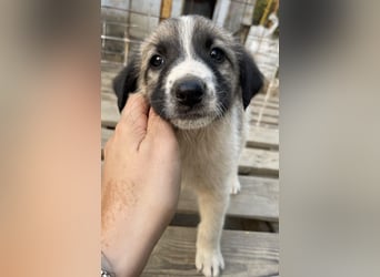 Grace, geb. ca. 08/2022, lebt in GRIECHENLAND, auf einer privaten Pflegestelle