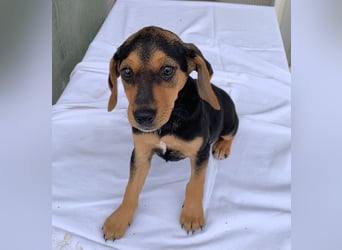 Linaria, geb. ca. 12/2025, lebt in GRIECHENLAND, im städt. Tierheim Serres