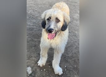 Taigo, geb. ca.09/2025, lebt in GRIECHENLAND, im städt. Tierheim Serres