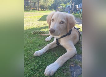 Fluffy-Boo, geb. ca. 04/2026, lebt auf einer Pflegestelle in 44651 Herne