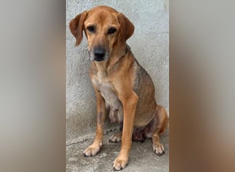 Angelina, geb. ca. 07/2022, lebt in GRIECHENLAND, im städt. Tierheim Serres