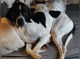 Attila, geb. ca. 08/2024, lebt auf einer Pflegestelle in 67735 Mehlbach