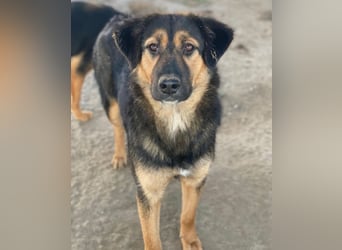 Glinda, geb. ca. 07/2025, lebt in GRIECHENLAND, im städt. Tierheim Serres