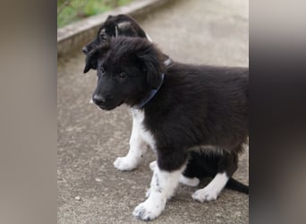 Baron, geb. ca. 12/2023, lebt in GRIECHENLAND, auf einem Gelände, Hunde werden notdürftig versorgt