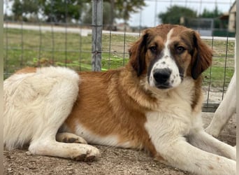 Barkley, geb. ca. 10/2024, lebt in GRIECHENLAND, auf einer privaten Pflegestelle