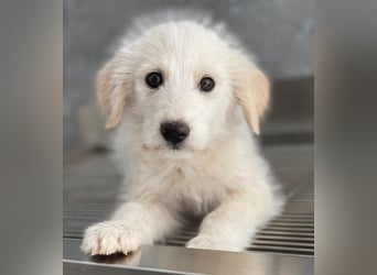 Zucker, geb. ca. 01/2026, lebt in GRIECHENLAND, auf einer privaten Pflegestelle