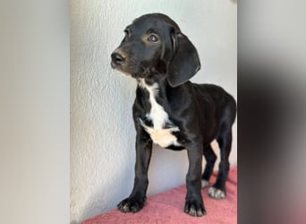 Smokey, geb. 08.06.2026, lebt in GRIECHENLAND, auf einer privaten Pflegestelle
