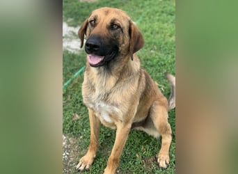 Xawi, geb. ca. 12/2019, lebt in GRIECHENLAND, im städt. Tierheim Serres