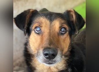 Tizian, geb. ca. 04/2022, lebt in GRIECHENLAND, auf einer privaten Pflegestelle