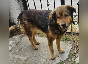 Frieder, geb. ca. 11/2019, lebt in GRIECHENLAND, im städt. Tierheim Serres