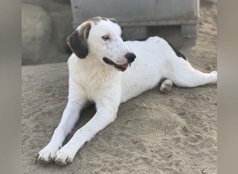  Colette, geb. ca. 02/2022, lebt in GRIECHENLAND, im städt. Tierheim Serres