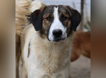 Pitt, geb. ca. 05/2021, lebt in GRIECHENLAND, im städt. Tierheim Serres