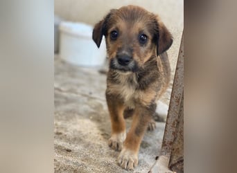 Woody, geb. ca. 02/2026, lebt in GRIECHENLAND, im städt. Tierheim Serres