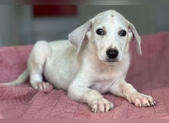 Lily, geb. ca. 05/2026, lebt in GRIECHENLAND, im städt. Tierheim Serres
