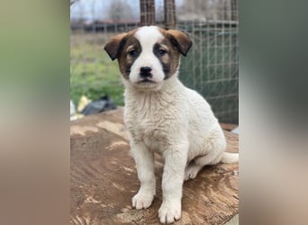 Calzone, geb. ca. 11/2025, lebt in GRIECHENLAND, auf einer privaten Pflegestelle