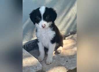 Tinkerbelle, geb. ca. 06/2026, lebt in GRIECHENLAND, im städt. Tierheim Serres