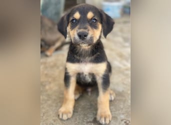Hiro, geb. ca. 02/2026, lebt in GRIECHENLAND, im städt. Tierheim Serres