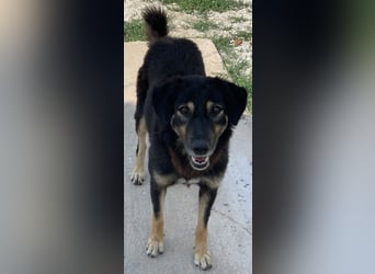 Lavinia, geb. ca. 06/2019, lebt in GRIECHENLAND, im städt. Tierheim Serres