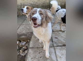 Liona, geb. ca. 12/2024, lebt in GRIECHENLAND, auf einem Gelände, wird notdürftig versorgt