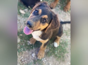 Quasti, geb. ca. 02/2025, lebt in GRIECHENLAND, auf einer privaten Pflegestelle