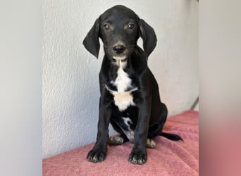 Smokey, geb. 08.06.2026, lebt in GRIECHENLAND, auf einer privaten Pflegestelle