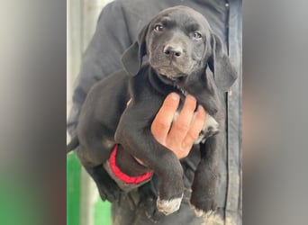 Morus, geb. ca. 11/2025, lebt in GRIECHENLAND, auf einer privaten Pflegestelle