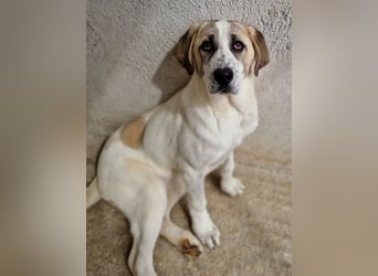 Lou, geb. ca. 11/2022, lebt in GRIECHENLAND, im städt. Tierheim Serres