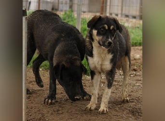 Susi, geb. ca. 09/2022, lebt in GRIECHENLAND, im städt. Tierheim Serres