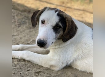  Colette, geb. ca. 02/2022, lebt in GRIECHENLAND, im städt. Tierheim Serres