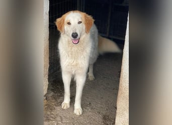 Tobby, geb. ca. 11/2022, lebt in GRIECHENLAND, im städt. Tierheim Serres