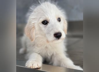 Zucker, geb. ca. 01/2026, lebt in GRIECHENLAND, auf einer privaten Pflegestelle