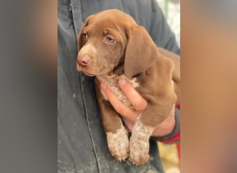 Castanea, geb. ca. 11/2025, lebt in GRIECHENLAND, auf einer privaten Pflegestelle